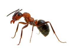 Insect Pest Control Services Pinal County AZ