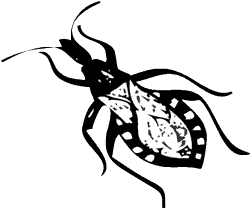 Kissing Bug